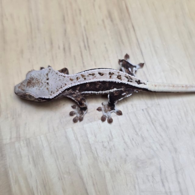 릴리100%헷아잔틱