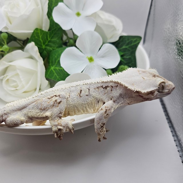 릴리화이트 솔리드백