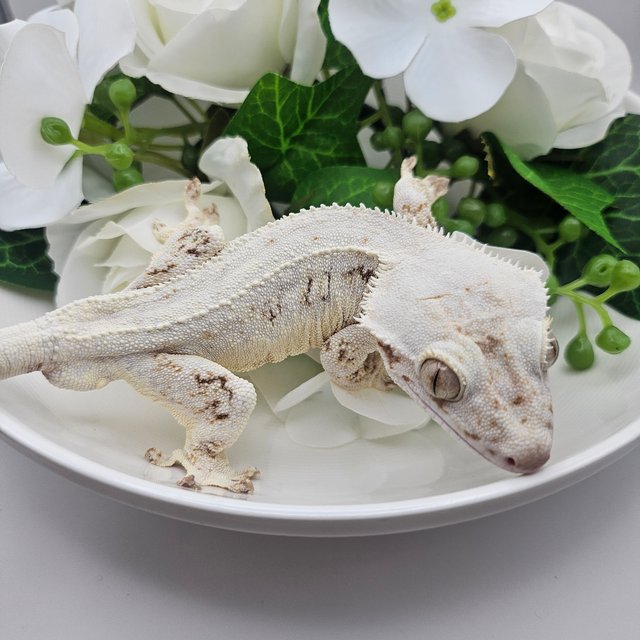 릴리화이트 솔리드백