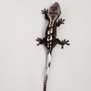 아잔틱 블랙