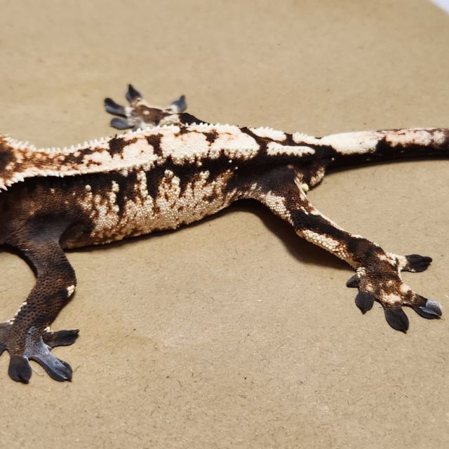 세이블 다크 블랙