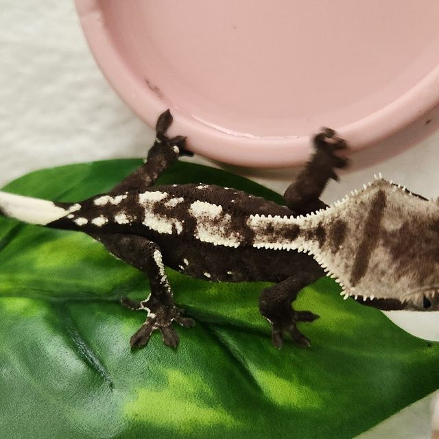 아잔틱 블랙