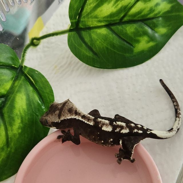 아잔틱 블랙