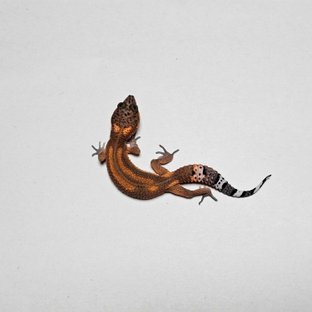 블러드 만다린 텐저린