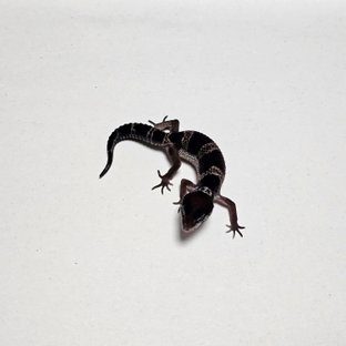 블랙나이트 스노우