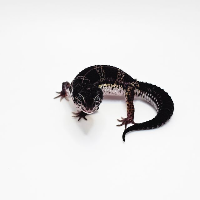 스노우 블랙나이트