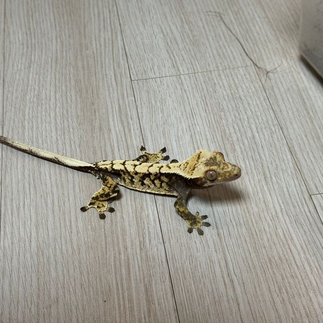 노멀