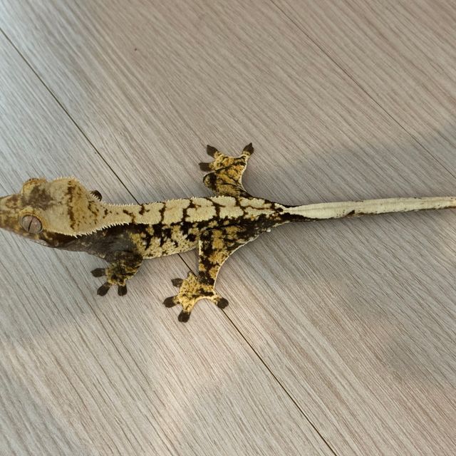 노멀