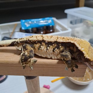 트라이 익스트림할리퀸 화이트포트홀