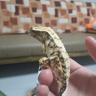 트라이 화이트스팟 익스트림할리퀸