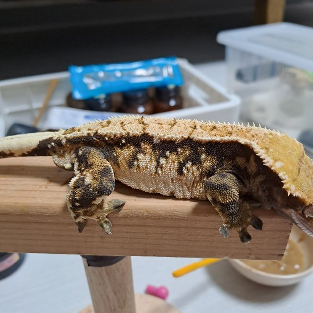 트라이 익스트림할리퀸 화이트포트홀