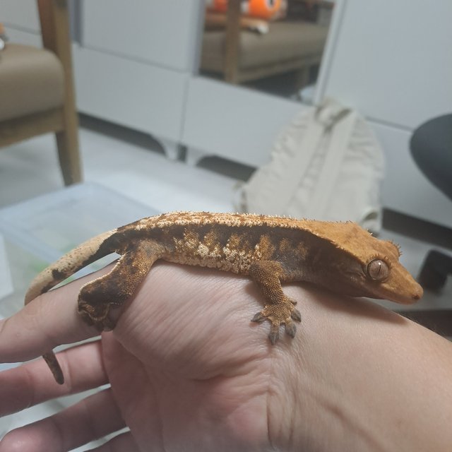 텐저린 익스트림할리퀸 트라이