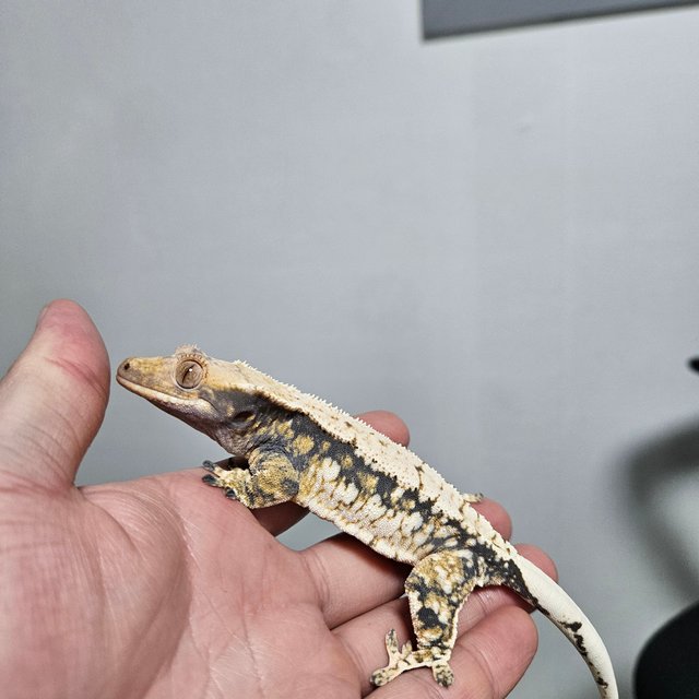 트라이 익스트림할리퀸 화이트스팟