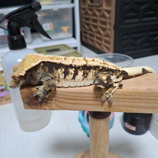 트라이 익스트림할리퀸 화이트포트홀