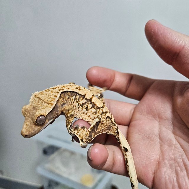 할리퀸 트라이 익스트림할리퀸