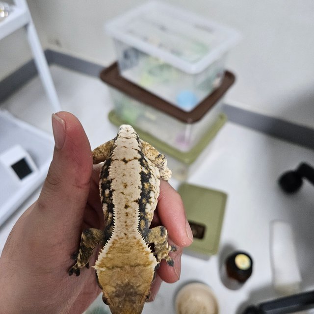 트라이 익스트림할리퀸 화이트스팟