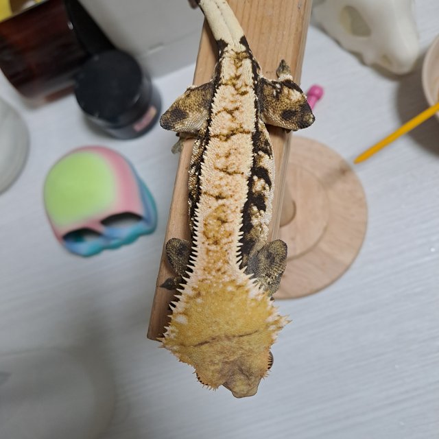 트라이 익스트림할리퀸 화이트포트홀