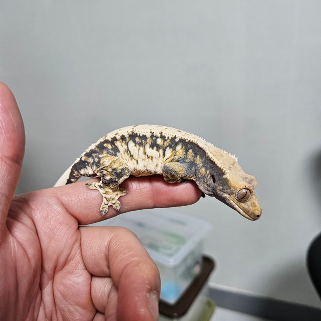 트라이 익스트림할리퀸 화이트스팟