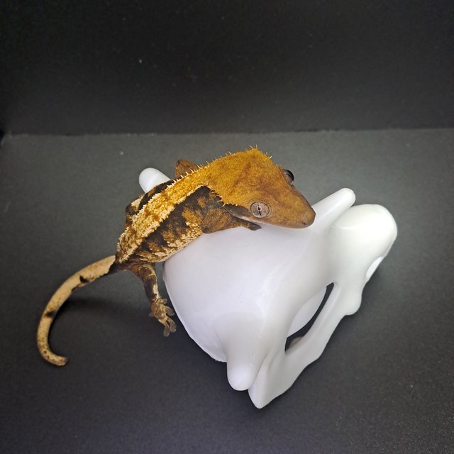 텐저린 익스트림할리퀸 트라이