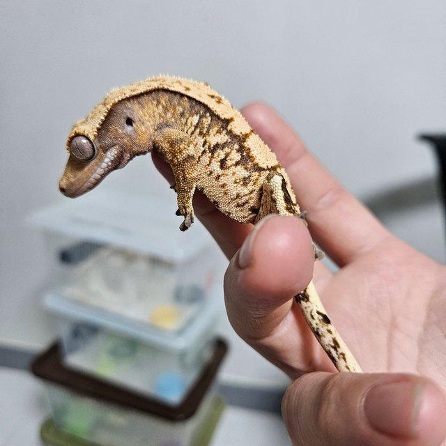 할리퀸 트라이 익스트림할리퀸