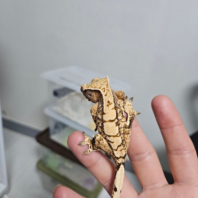 할리퀸 트라이 익스트림할리퀸