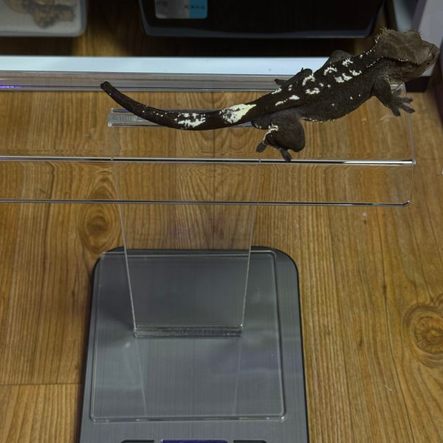 아잔틱