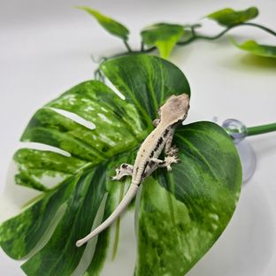릴리 세이블 화이트