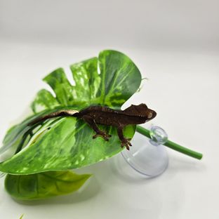 챠콜