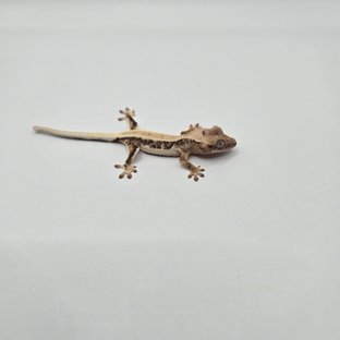 릴리100%헷아잔틱