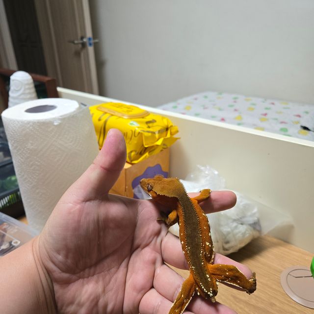 레드 바이 화이트포트홀 화이트스팟