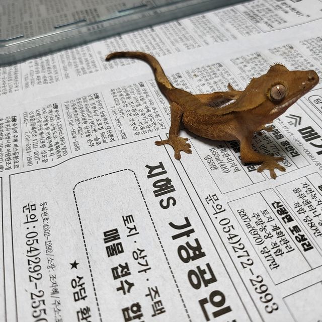 레드