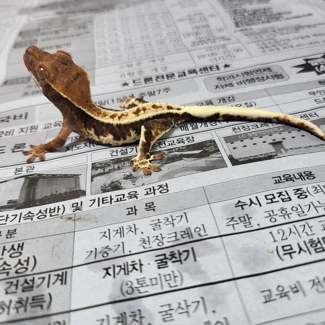 프라푸치노