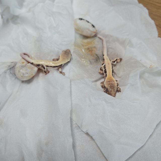 릴리 세이블 화이트