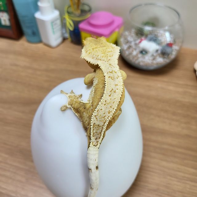 크림시클