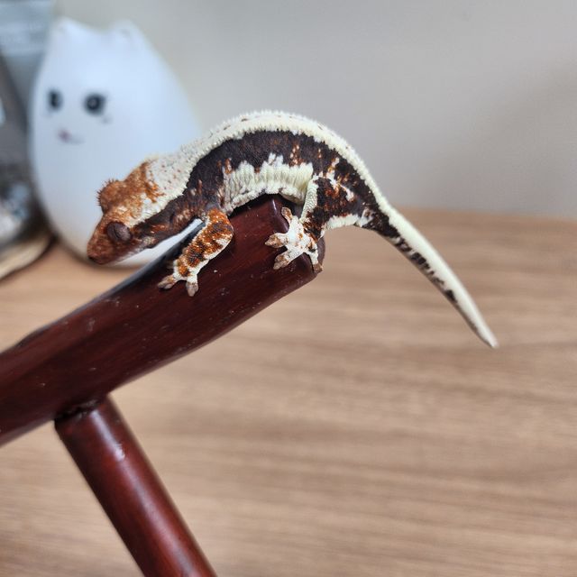 릴리화이트 블랙