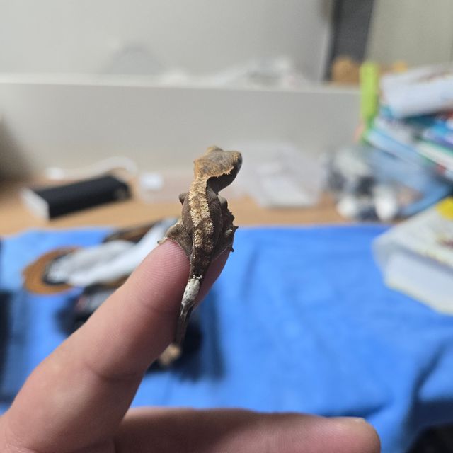 카푸치노