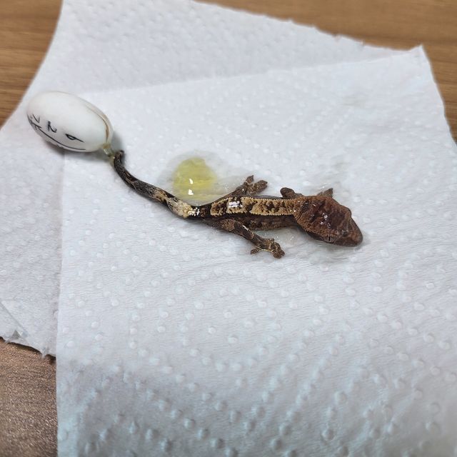 카푸치노