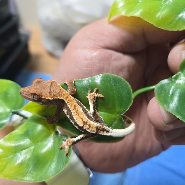 프라푸치노