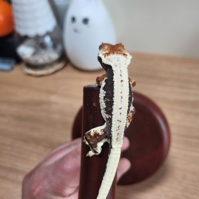 릴리화이트 블랙