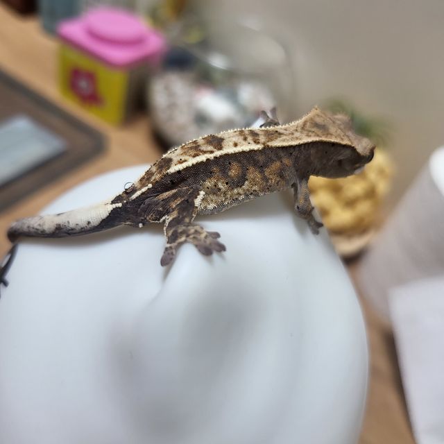 카푸치노