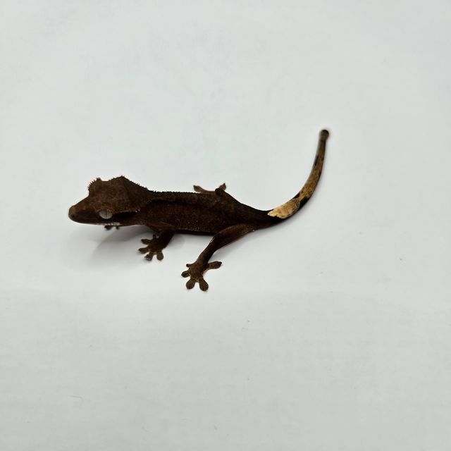 챠콜