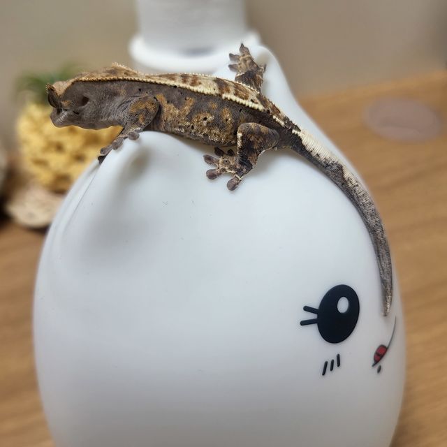 카푸치노