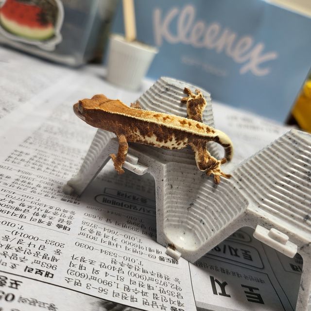 프라푸치노