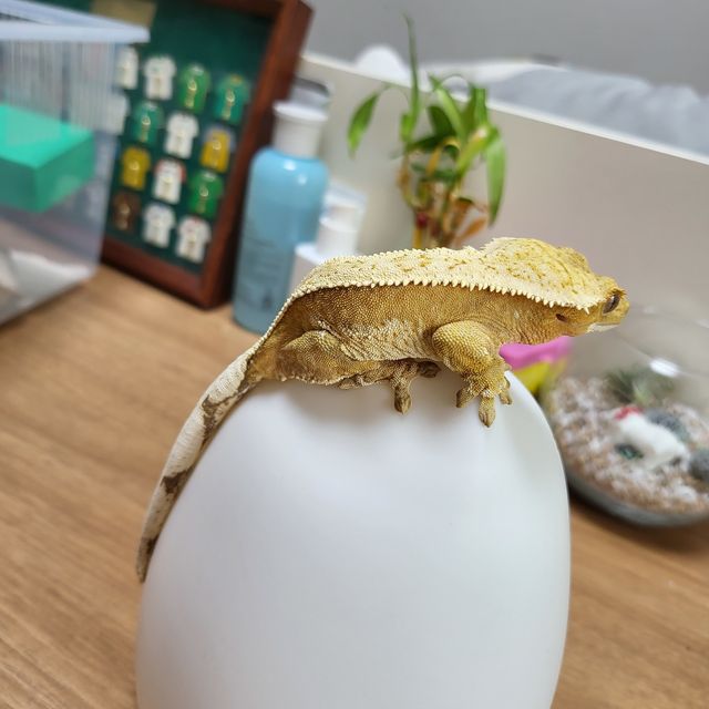 크림시클