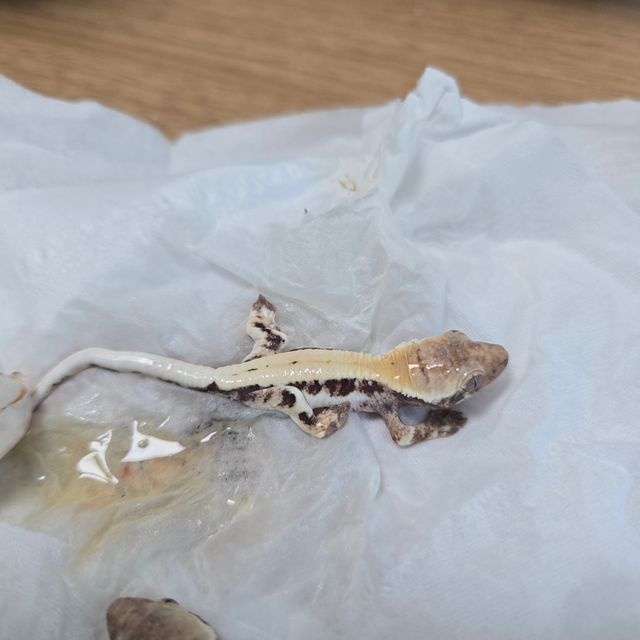 릴리 세이블 화이트