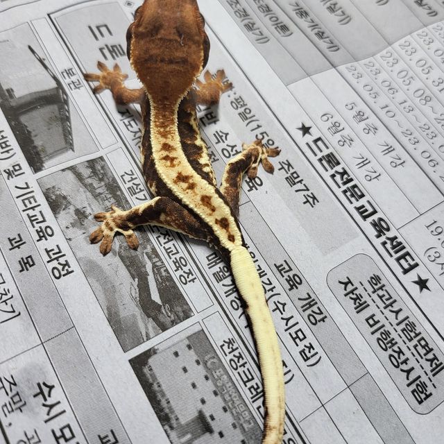 프라푸치노