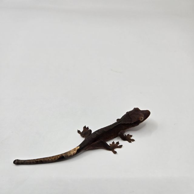 챠콜