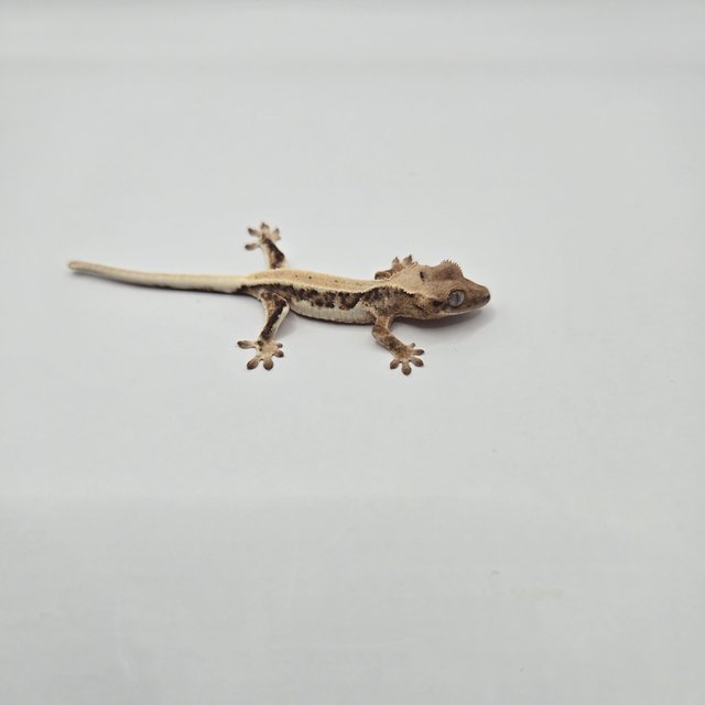 릴리100%헷아잔틱