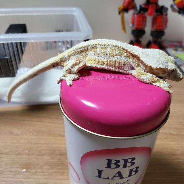 릴리화이트