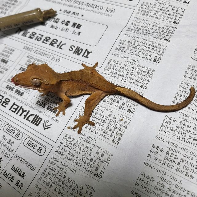 레드
